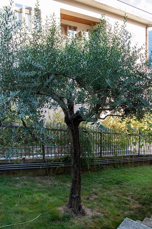 B&B La Casa Di Alice Susa Εξωτερικό φωτογραφία